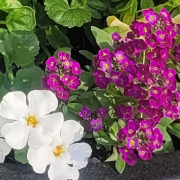 Meet your Posher, Allison - Picture 1 of 1